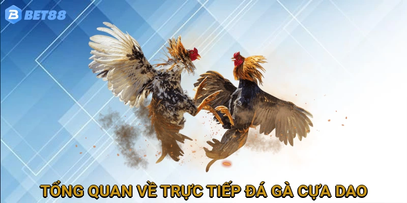 tong-quan-ve-truc-tiep-da-ga-cua-dao