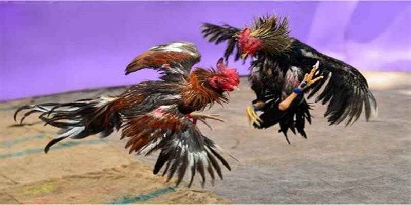 Những điều bạn nên biết về bộ môn đá gà hiện nay