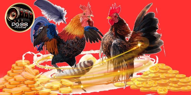 Lý do đá gà PG88 luôn thu hút nhiều người chơi tham gia