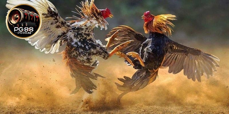 Hướng dẫn cách tham gia cược đá gà PG88 nhanh chóng